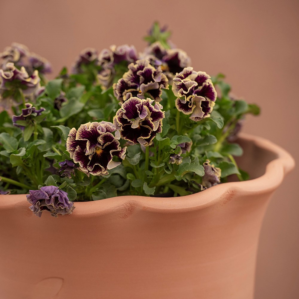 Terracotta ruffle pot 