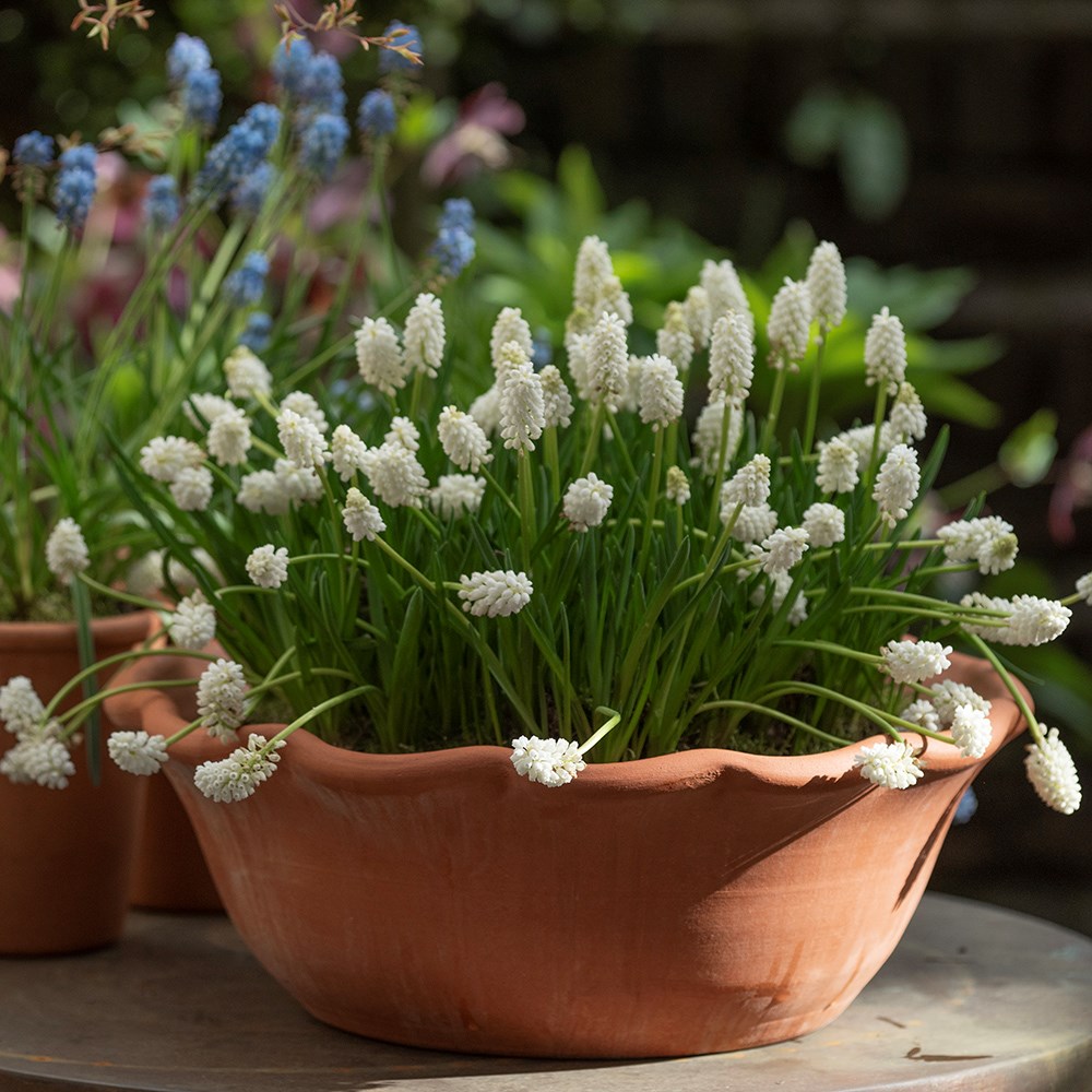 Terracotta ruffle bowl
