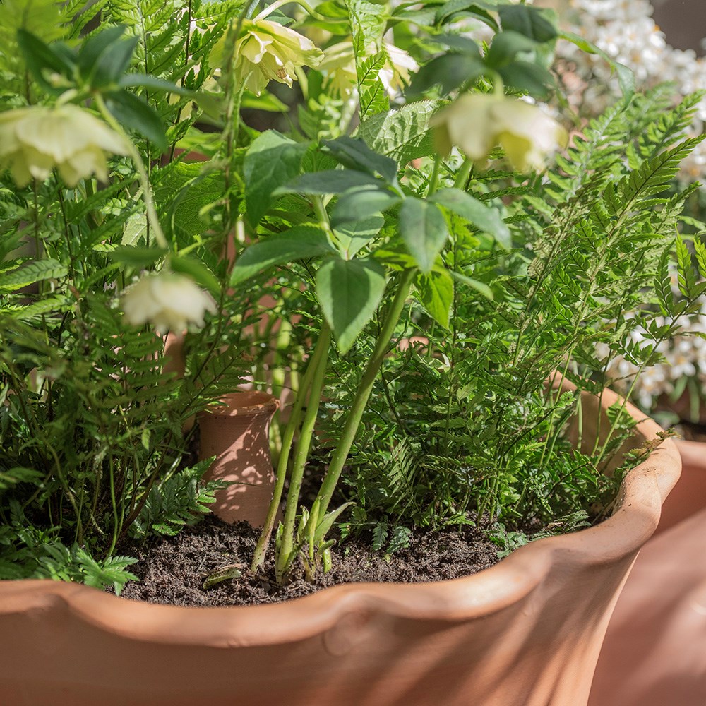Large pot watering olla - terracotta