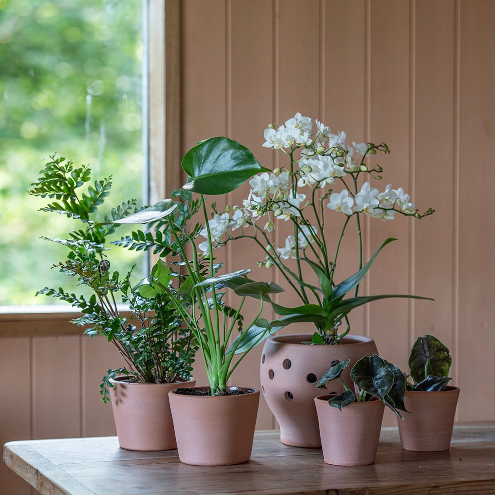 Terracotta orchid pots - set of 3