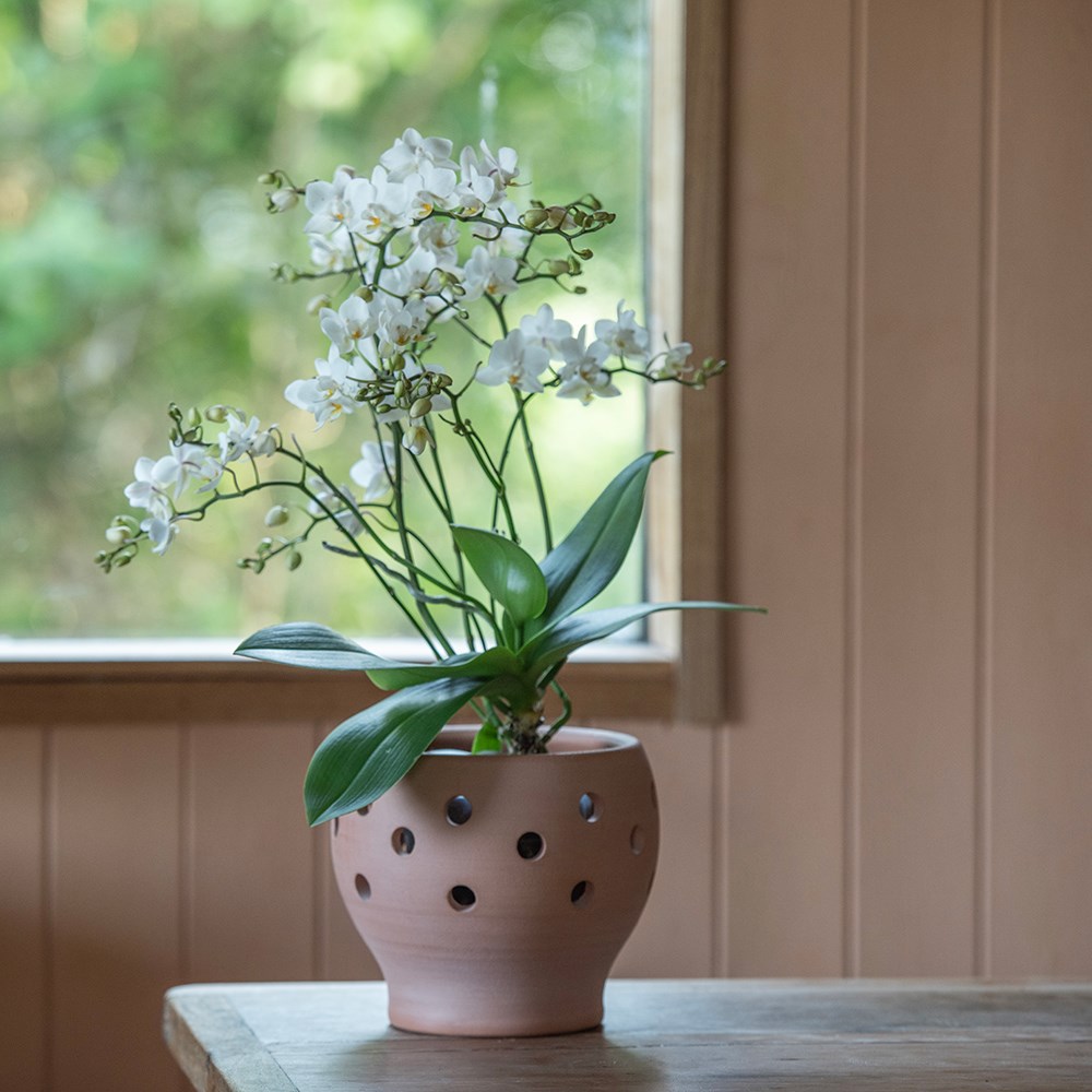 Terracotta orchid pots - set of 3