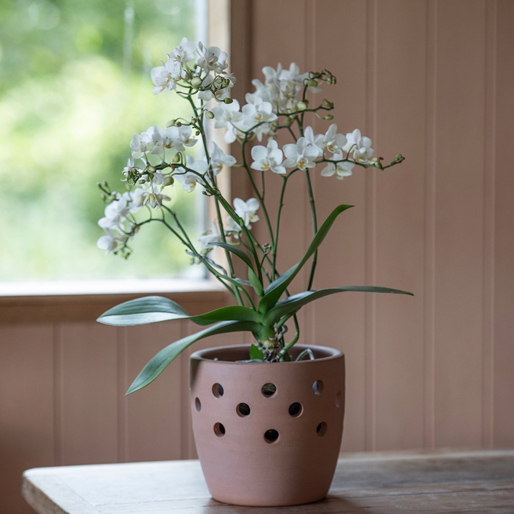 Terracotta orchid pots - set of 3