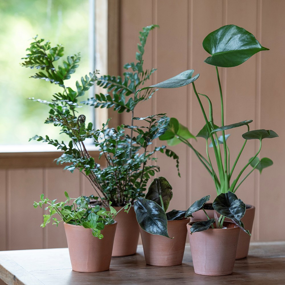 Indoor propagating pots - glazed inside - set of 3