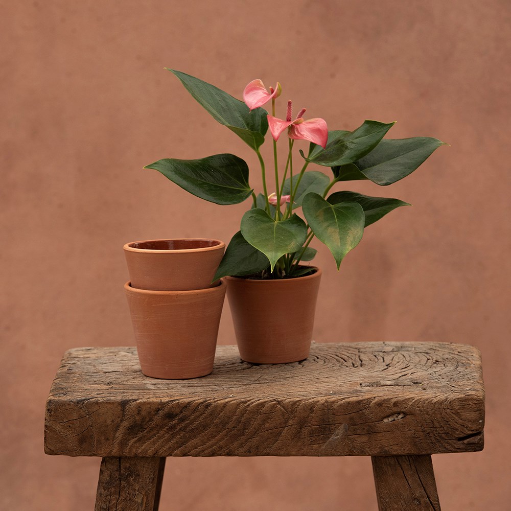 Indoor propagating pots - glazed inside - set of 3