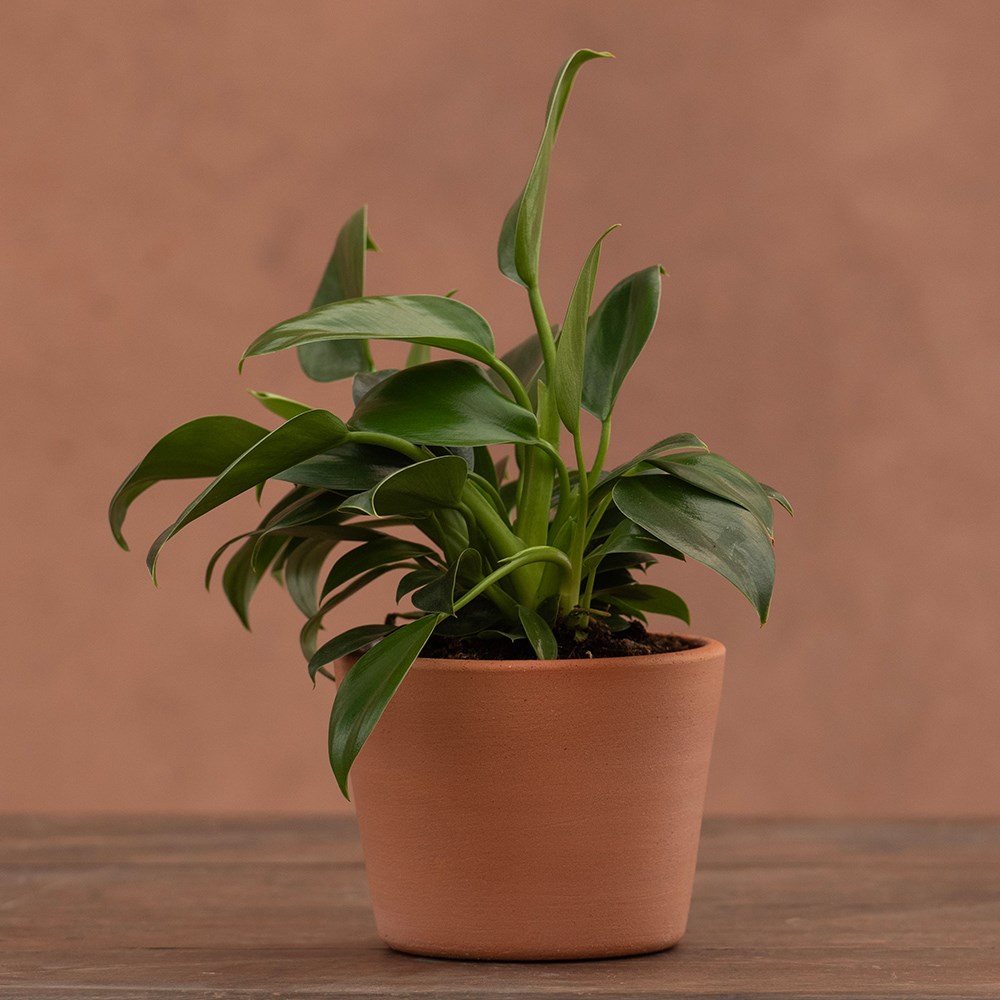 Terracotta pot - glazed inside