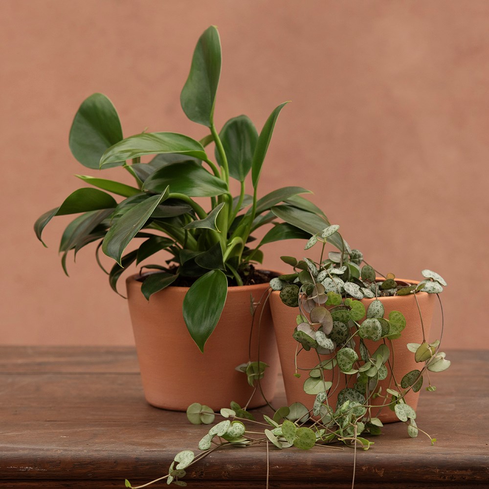 Terracotta pot - glazed inside