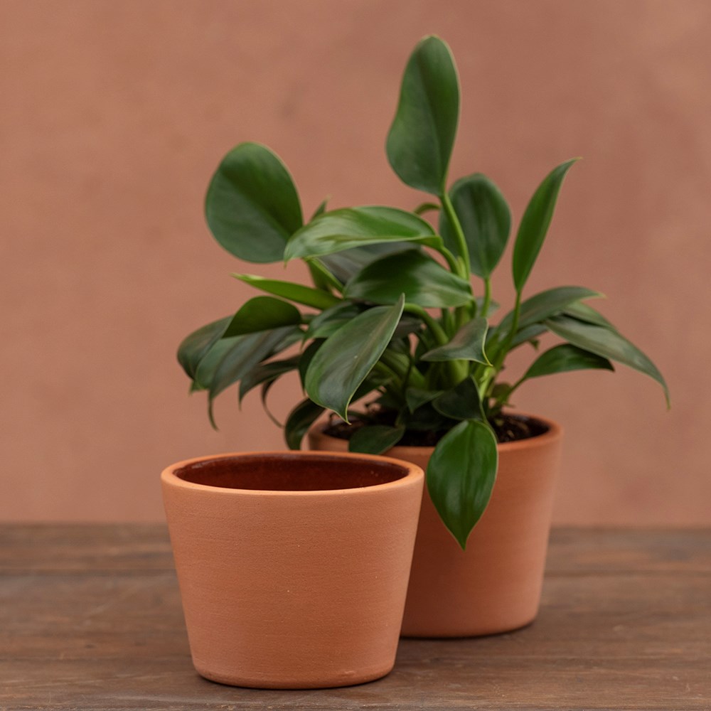 Terracotta pot - glazed inside