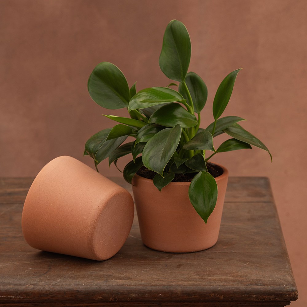 Terracotta pot - glazed inside