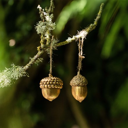 Two large golden acorns