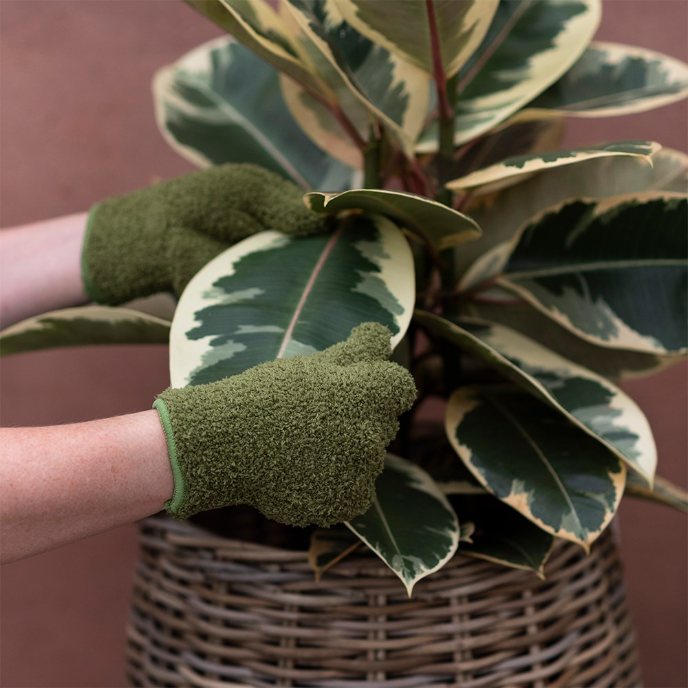 Houseplant dust remover gloves