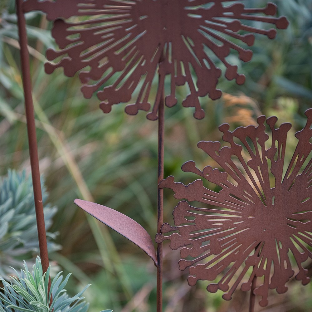 Allium trellis - rust