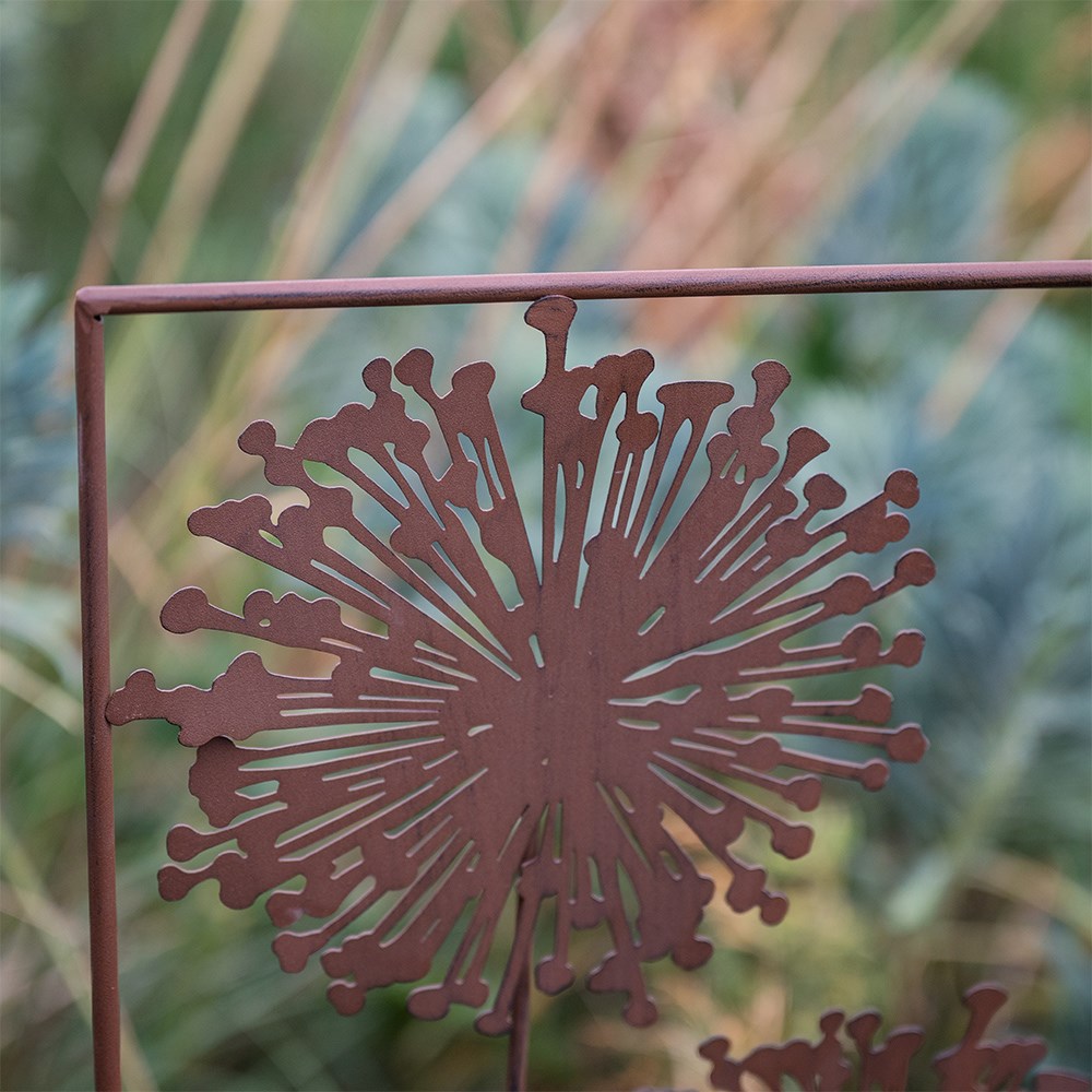 Allium trellis - rust