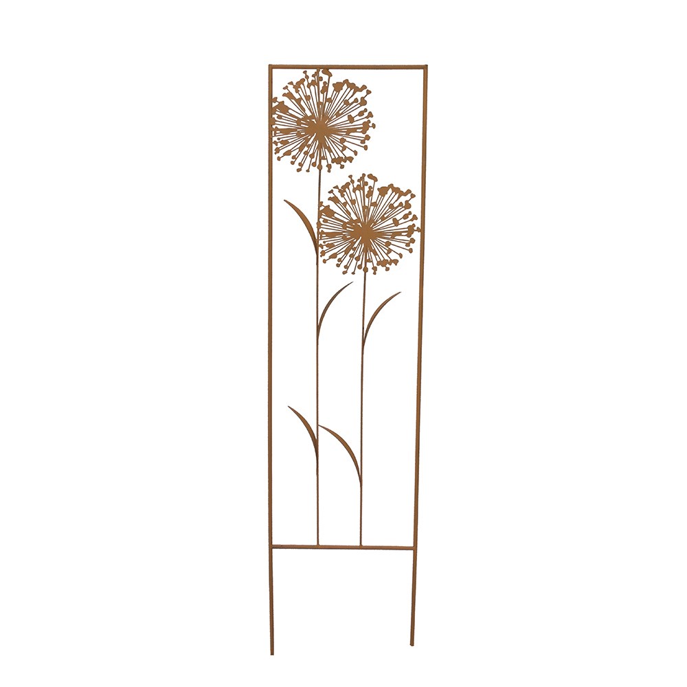 Allium trellis - rust