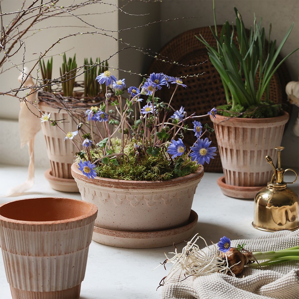 Bergs scalloped tapered plant pot & saucer - terracotta