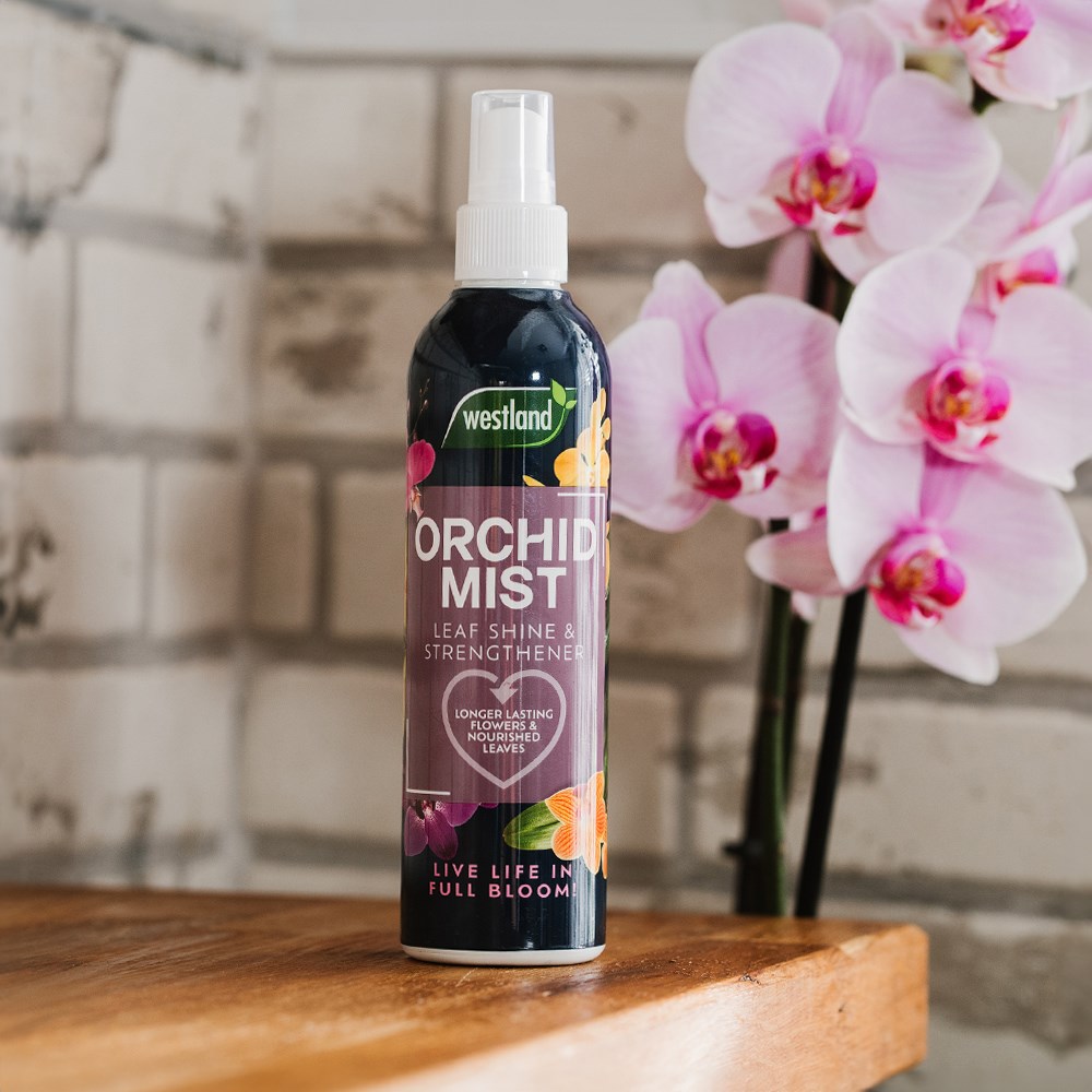 Orchid mist