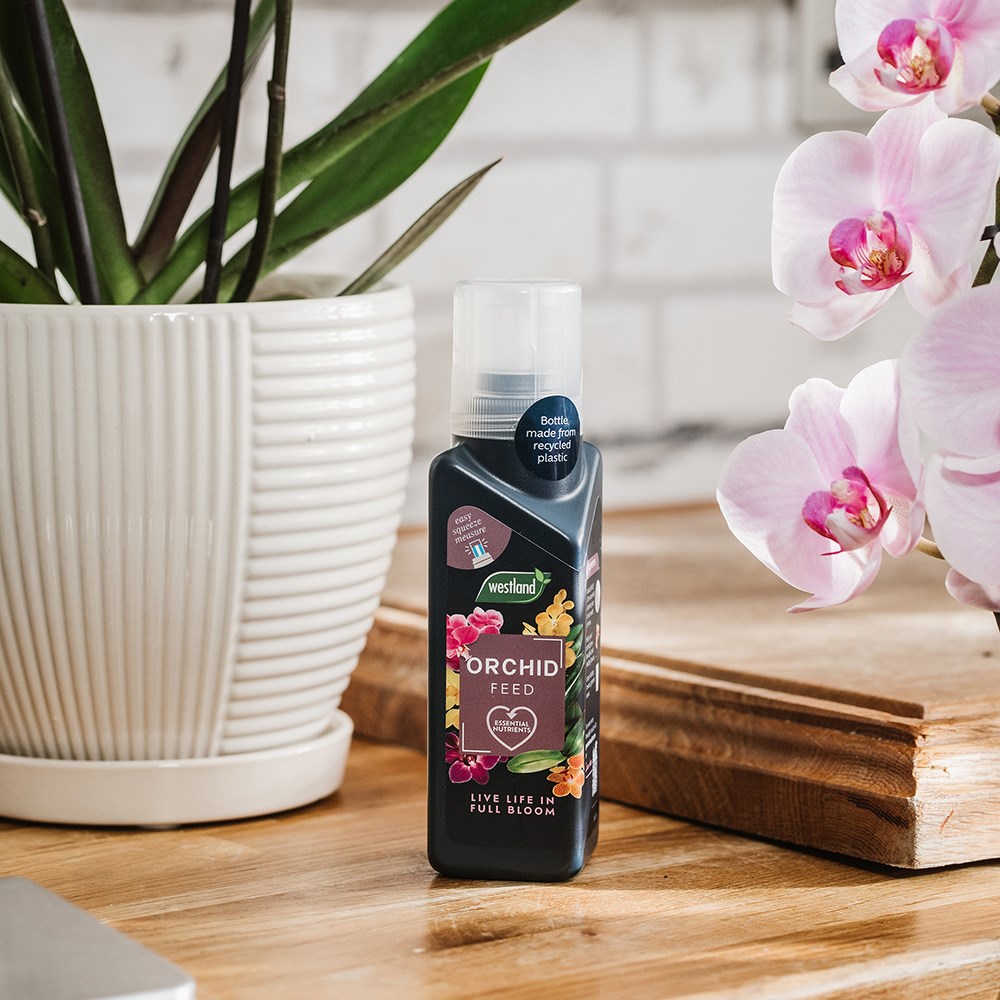 Orchid feed