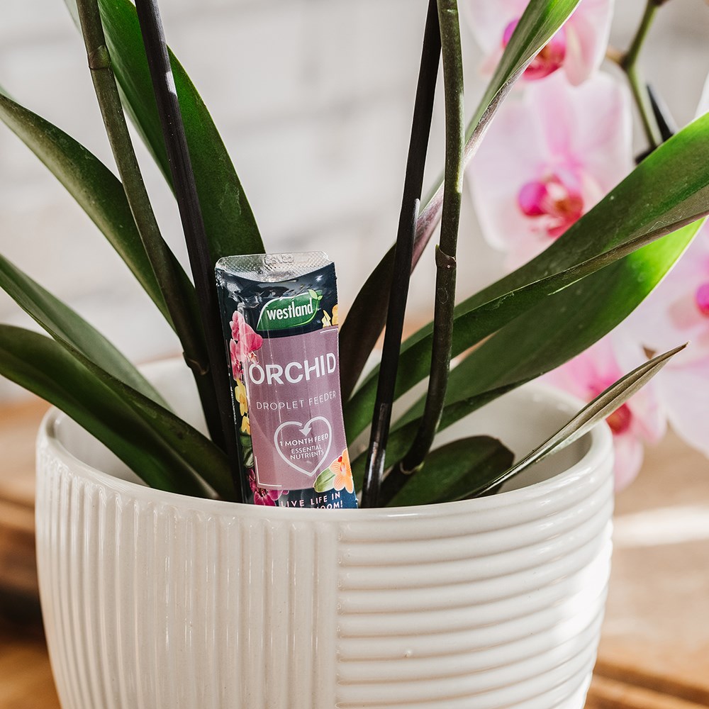 Orchid droplet feeder
