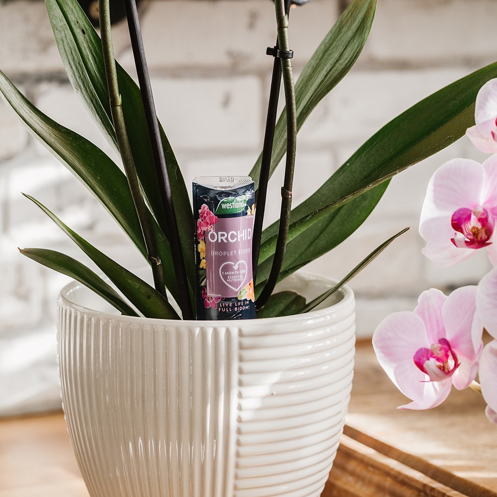 Orchid droplet feeder