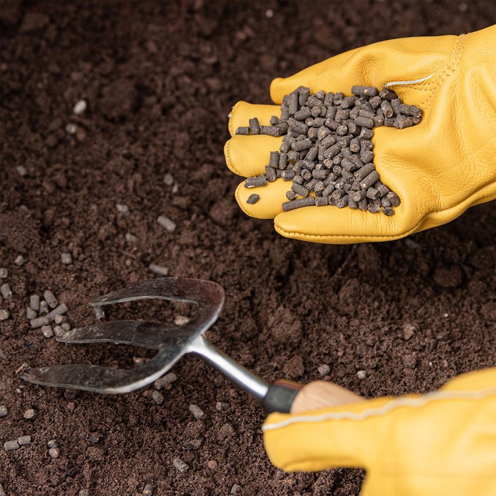 Organic chicken manure pellets