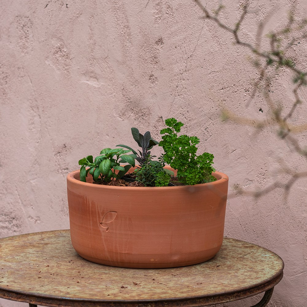 Selection of herbs and terracotta pot