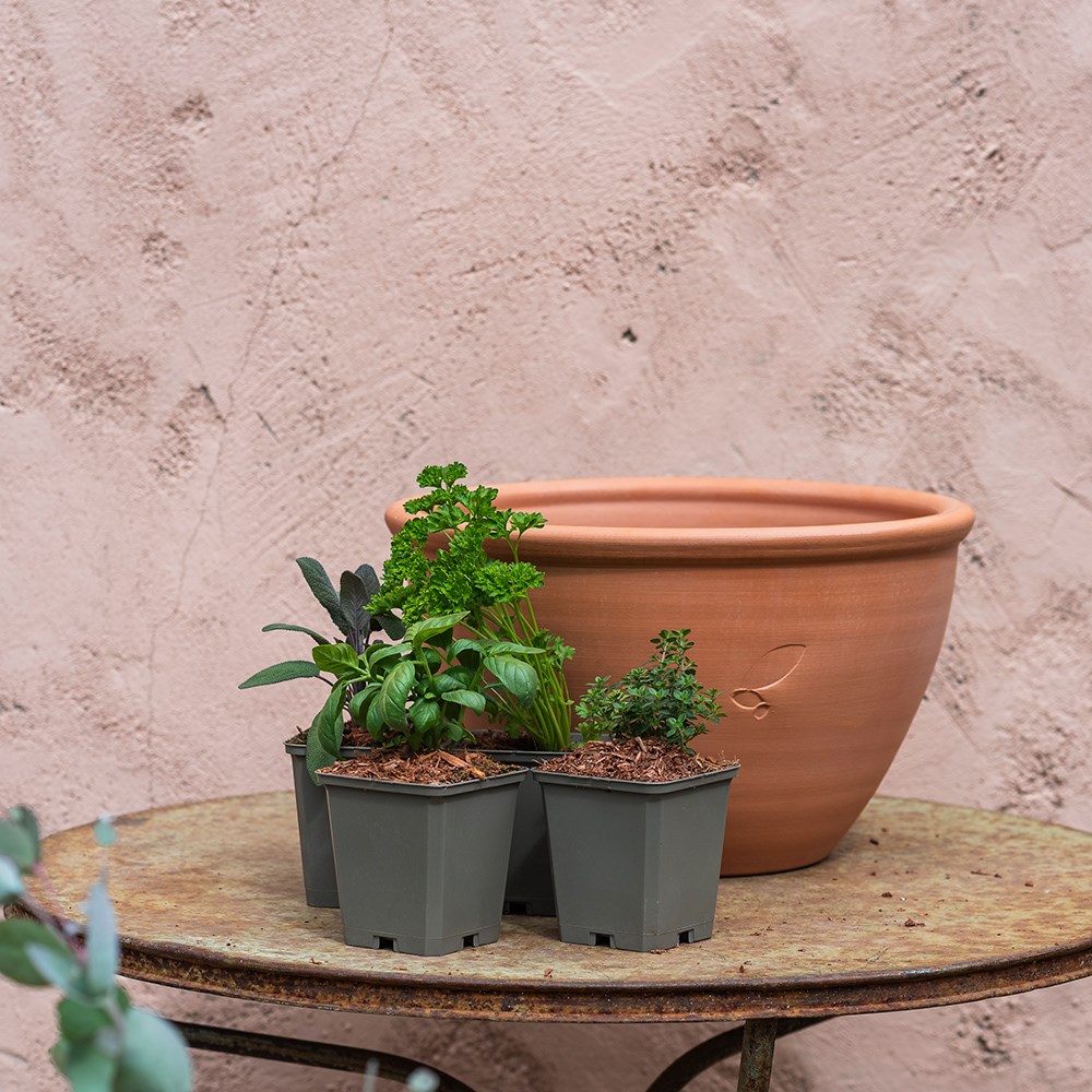 Selection of herbs and terracotta pot