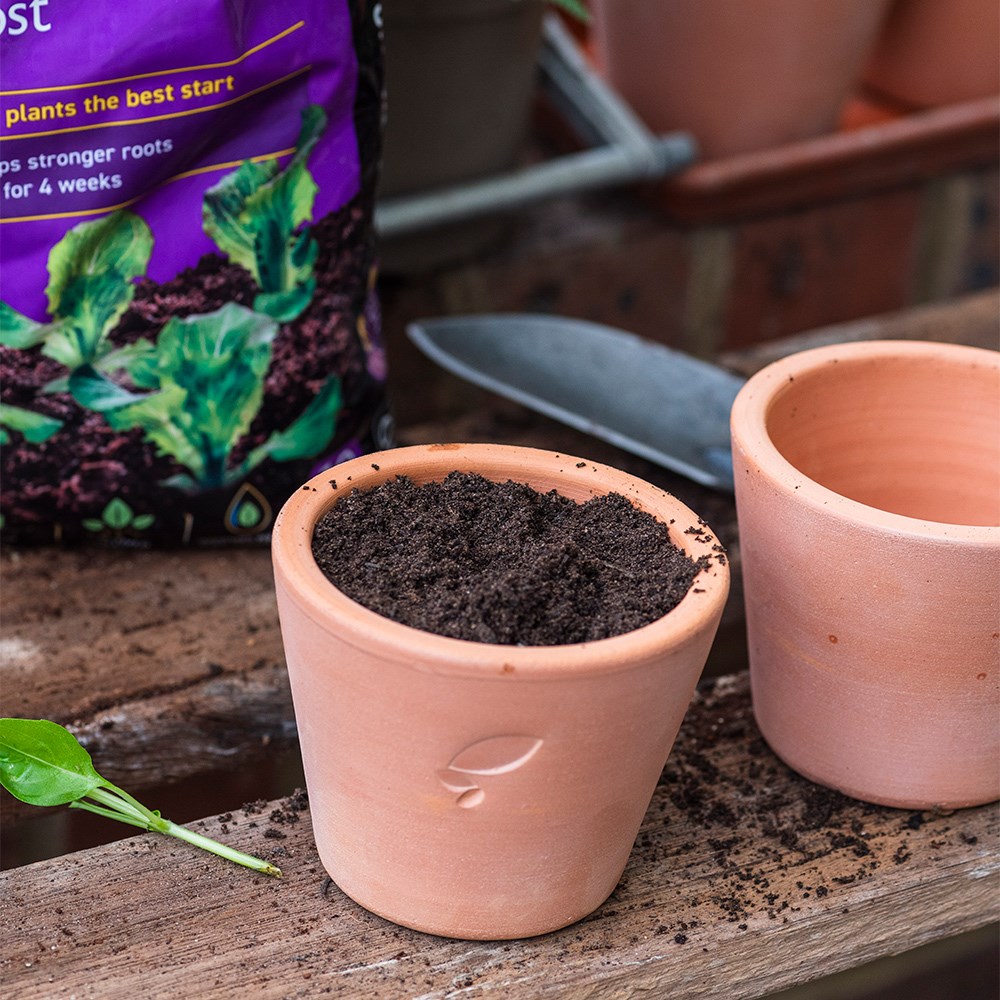 Peat-free young plant compost with John Innes no.1 