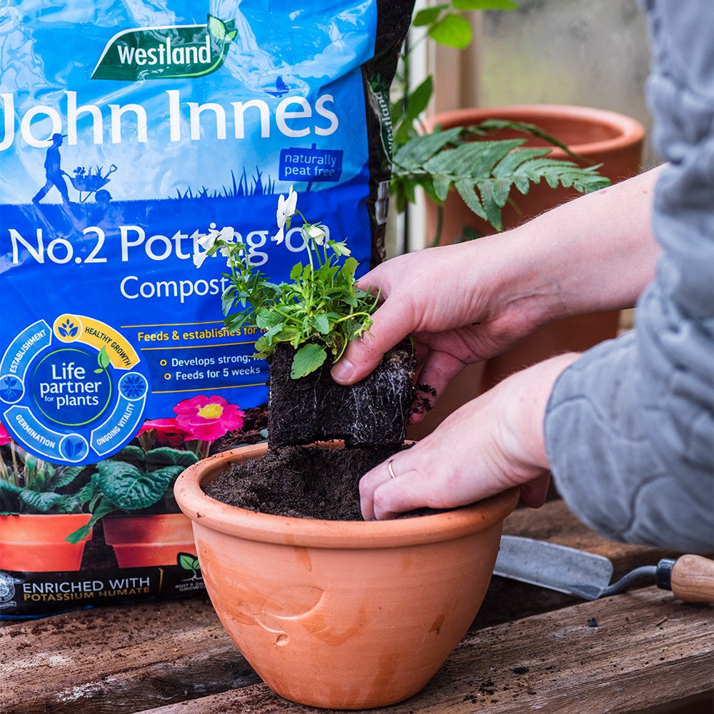 Peat-free potting on compost with John Innes no.2