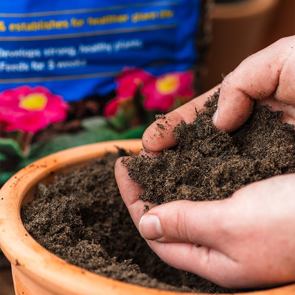 Peat-free potting on compost with John Innes no.2