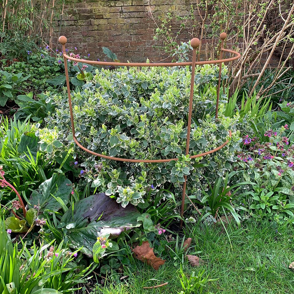 Hydrangea & large plant support - rust