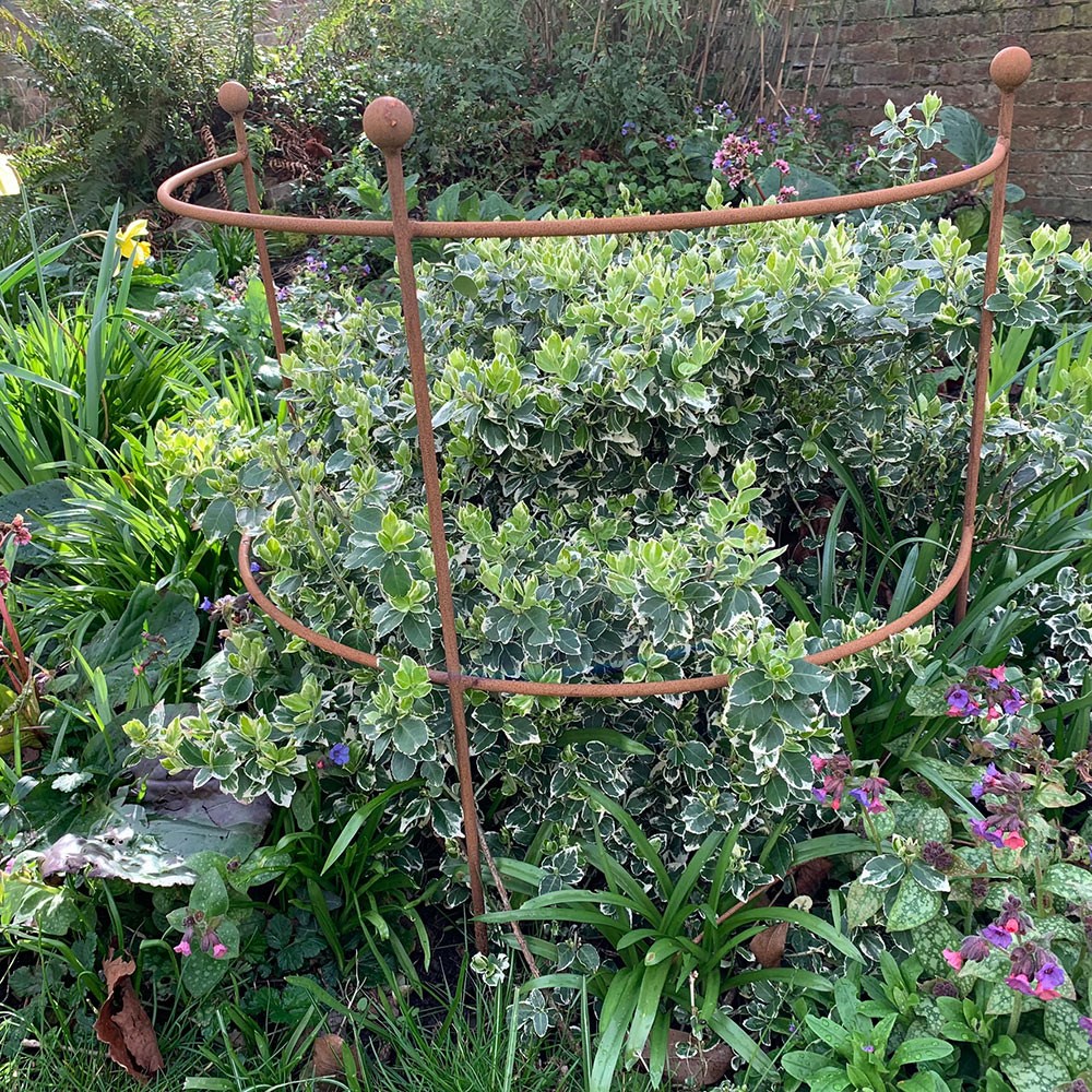 Hydrangea & large plant support - rust