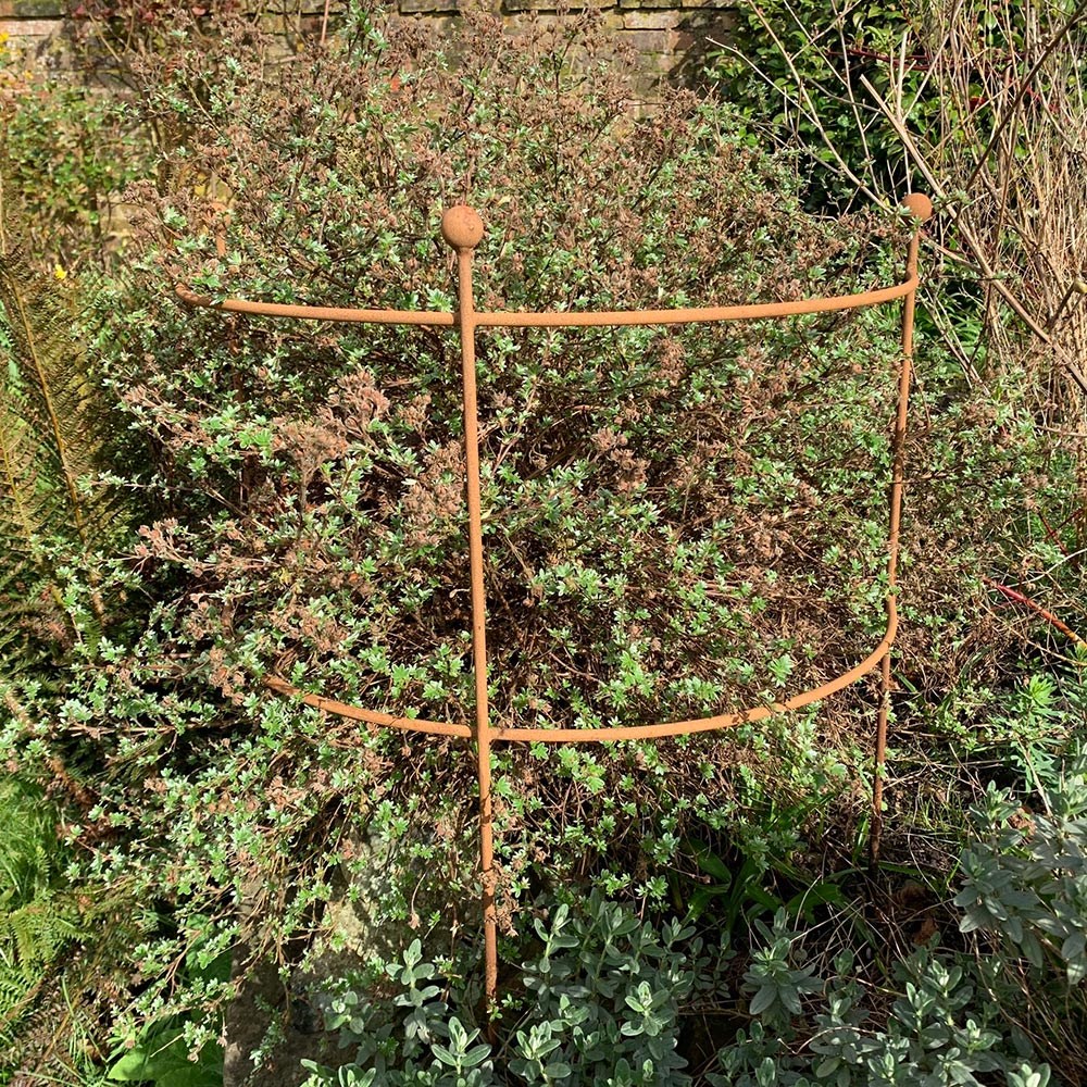 Hydrangea & large plant support - rust