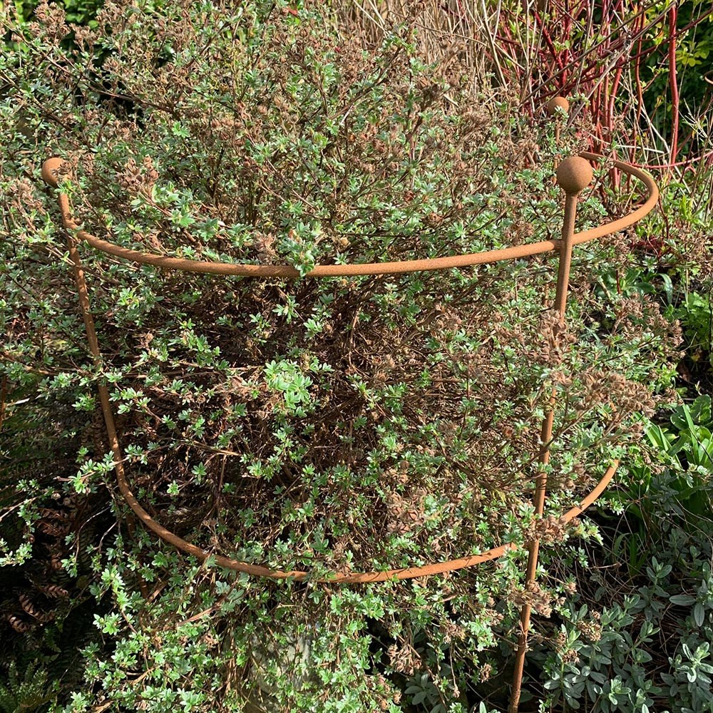 Hydrangea & large plant support - rust