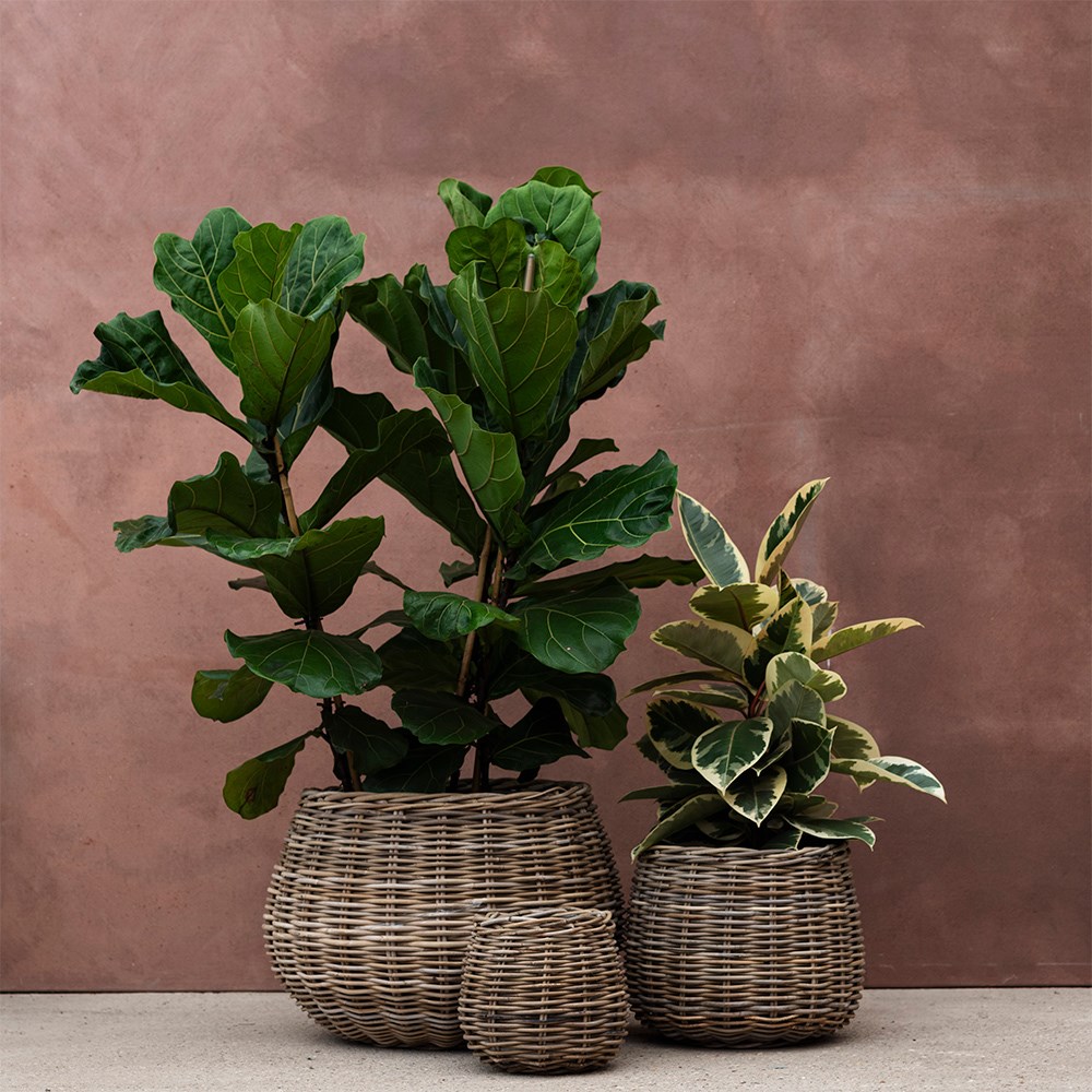 Rattan large round basket / plant pot