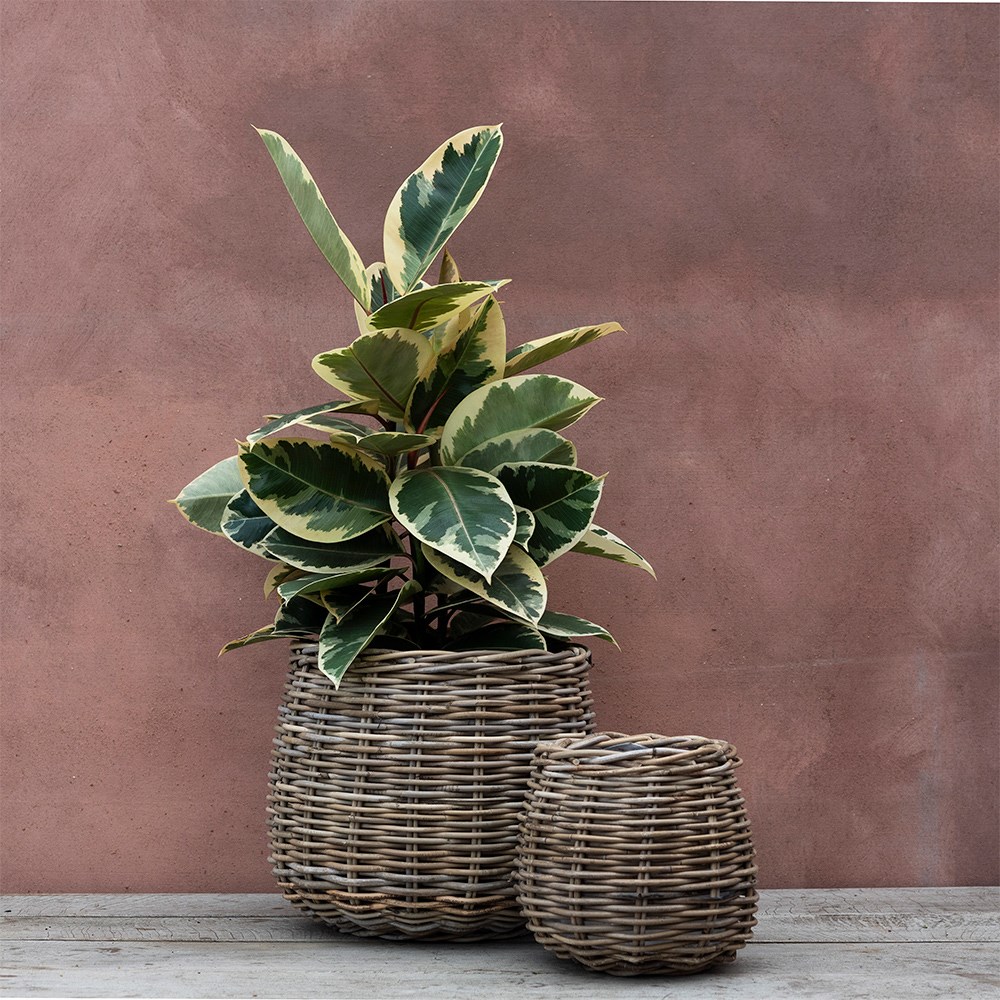 Rattan large round basket / plant pot
