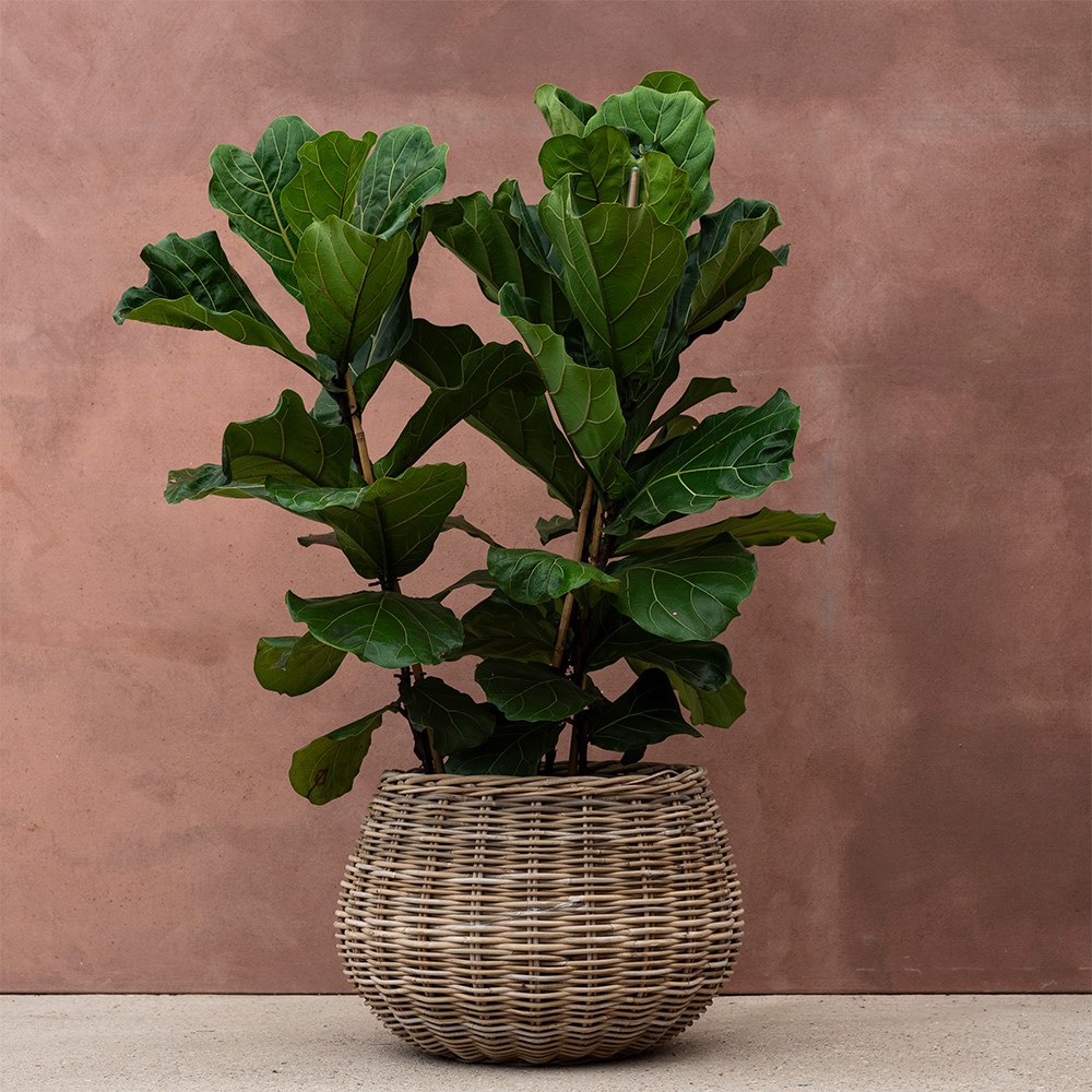 Rattan large round basket / plant pot