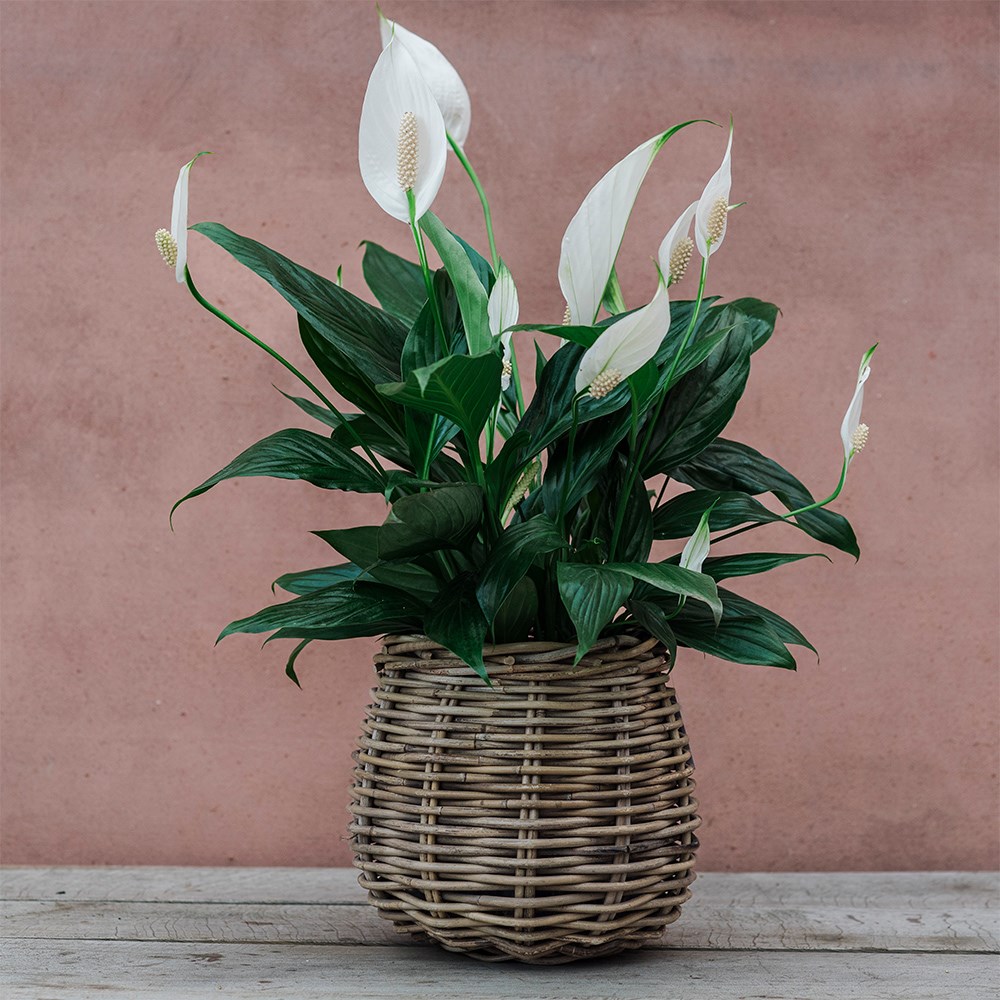 Rattan large round basket / plant pot