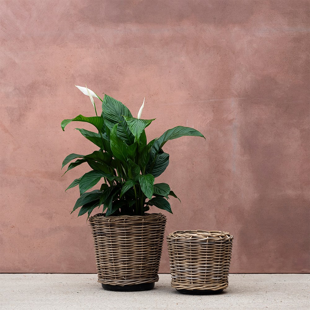 Round rattan large plant pot 