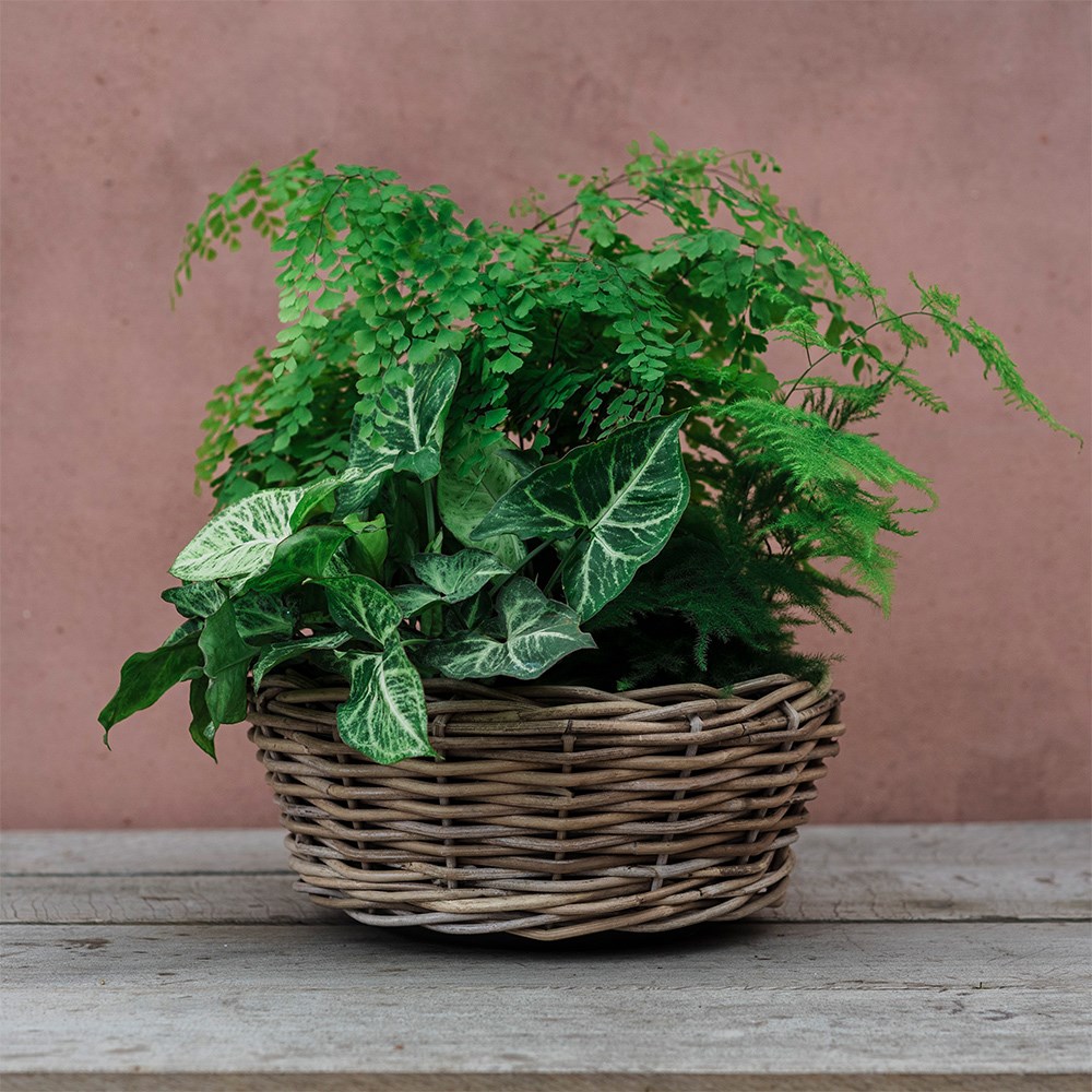 Round rattan large plant bowl 