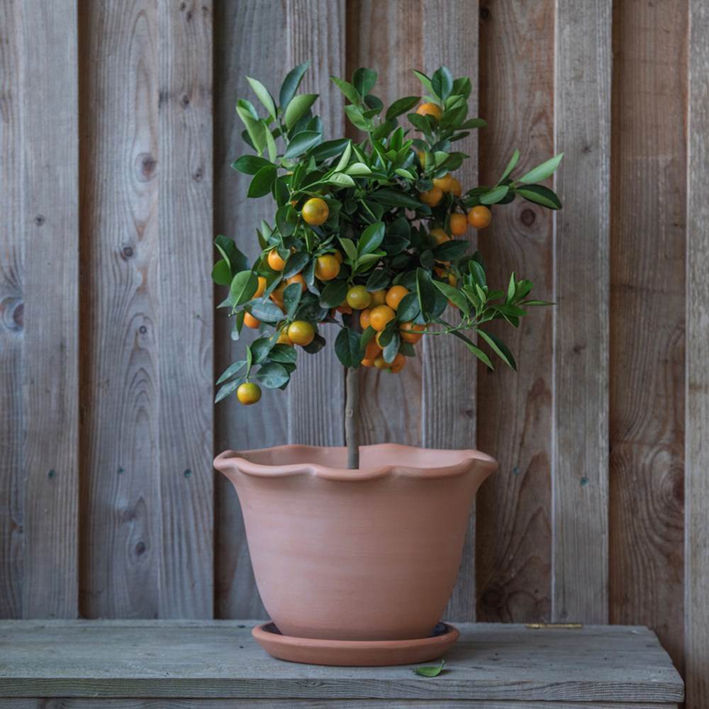 Terracotta ruffle pot with glazed saucer 