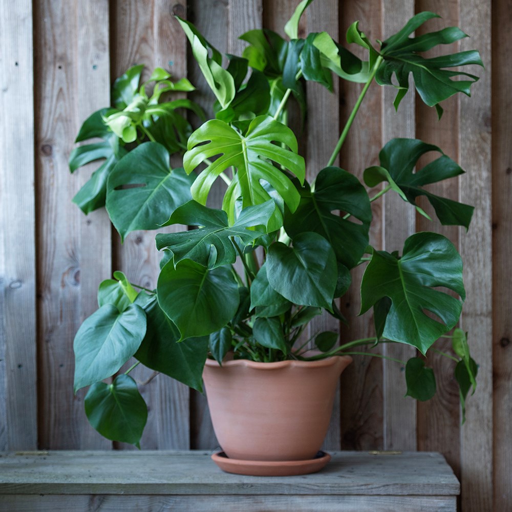 Terracotta ruffle pot with glazed saucer 