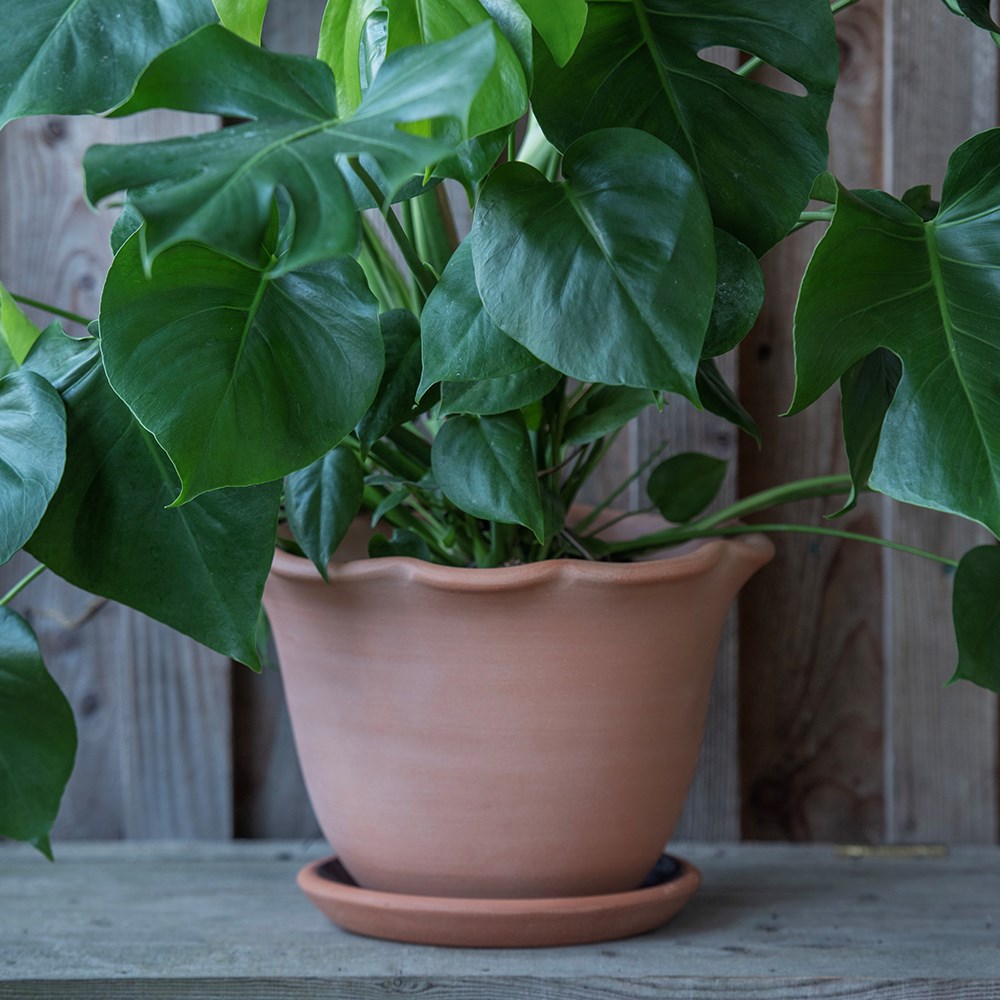Terracotta ruffle pot with glazed saucer 