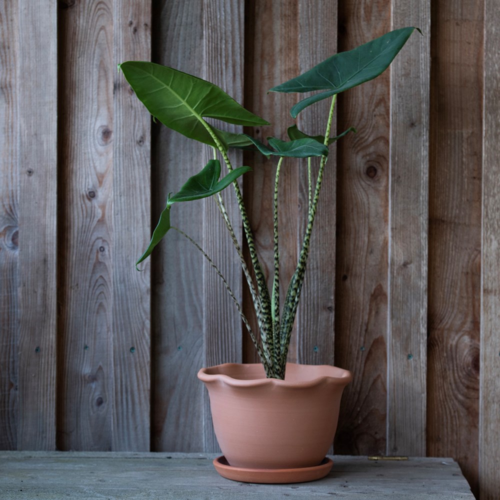 Terracotta ruffle pot with glazed saucer 