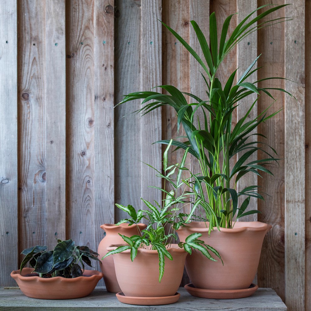 Terracotta ruffle pot with glazed saucer 