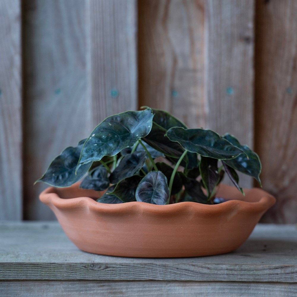 Terracotta ruffle bowl with glazed interior 