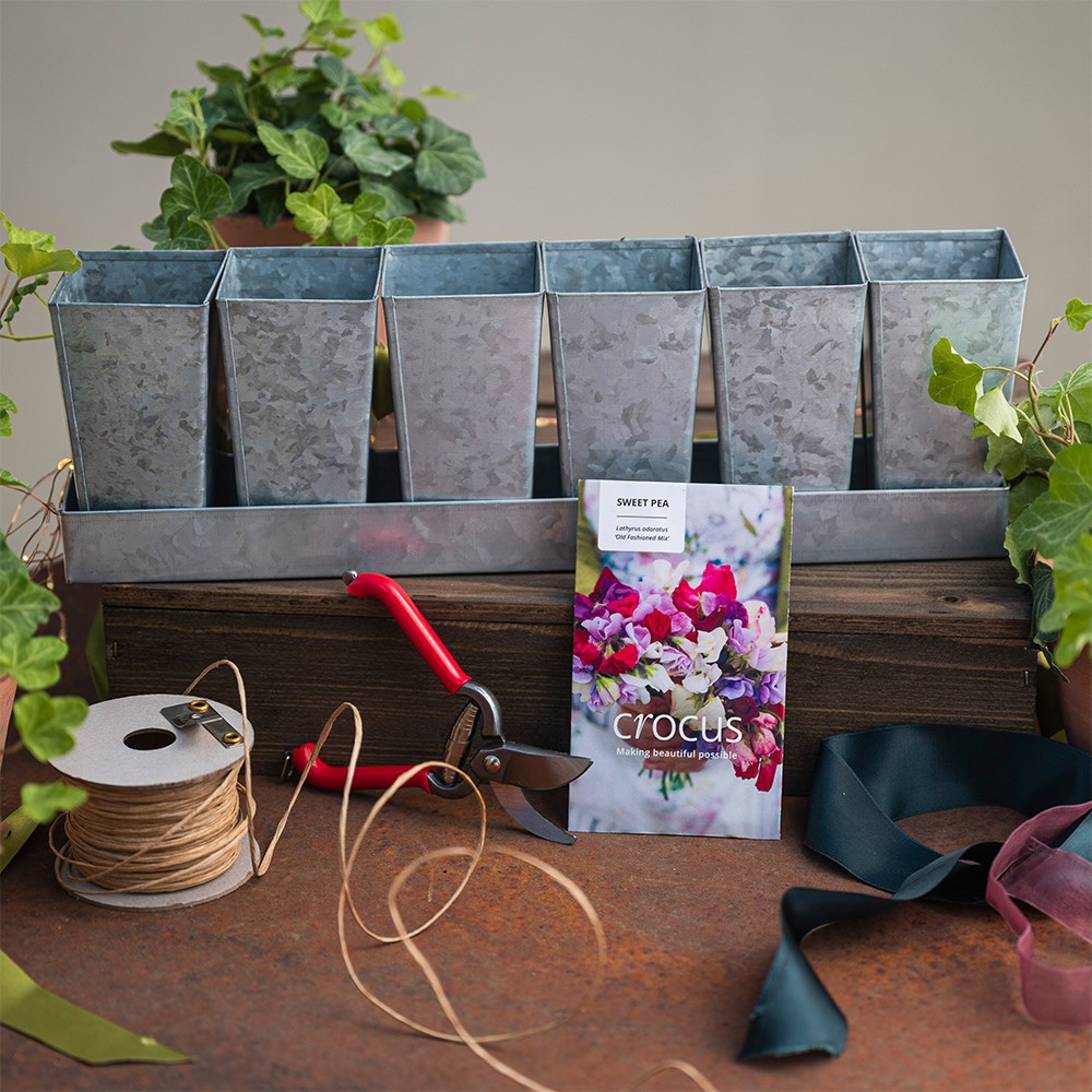The sweet pea grower’s kit
