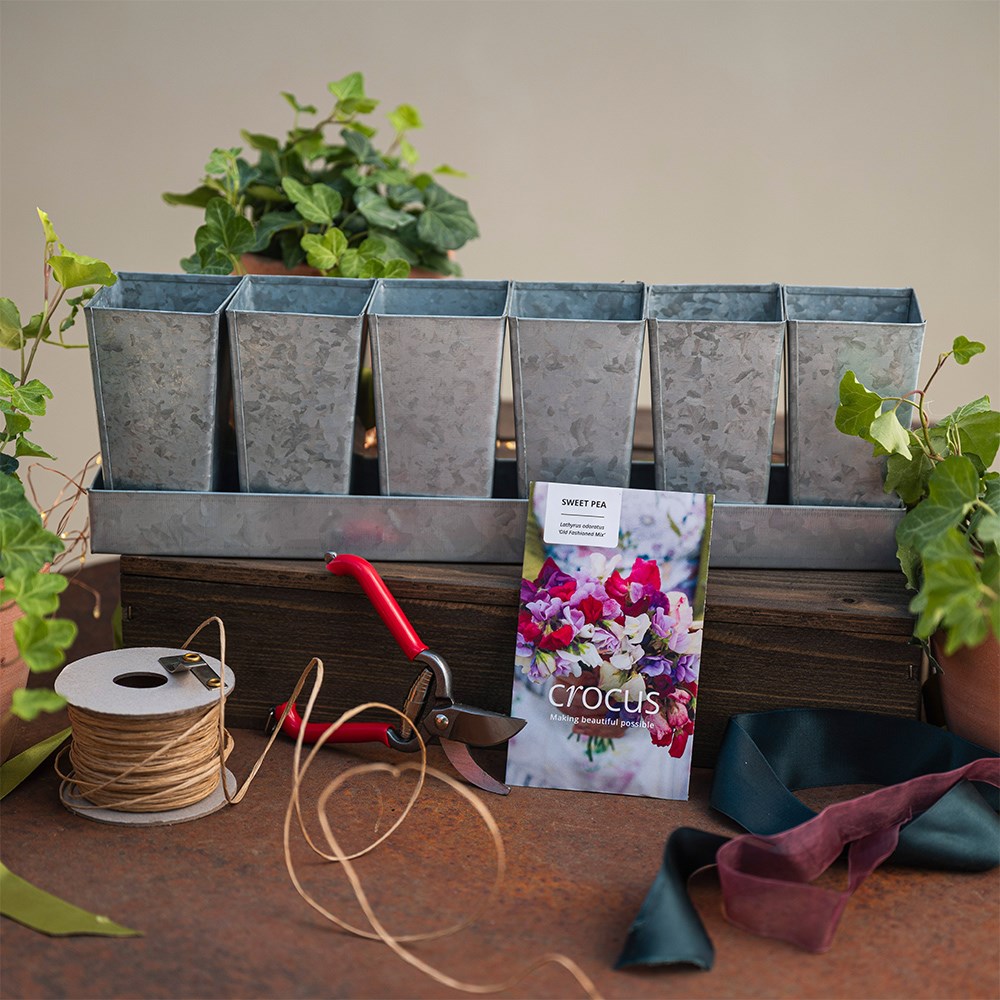 The sweet pea grower’s kit