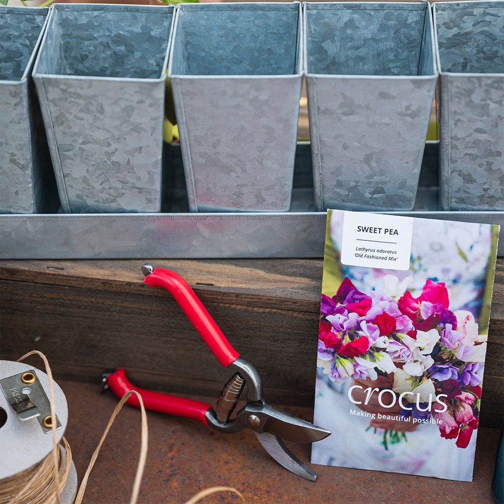 The sweet pea grower’s kit