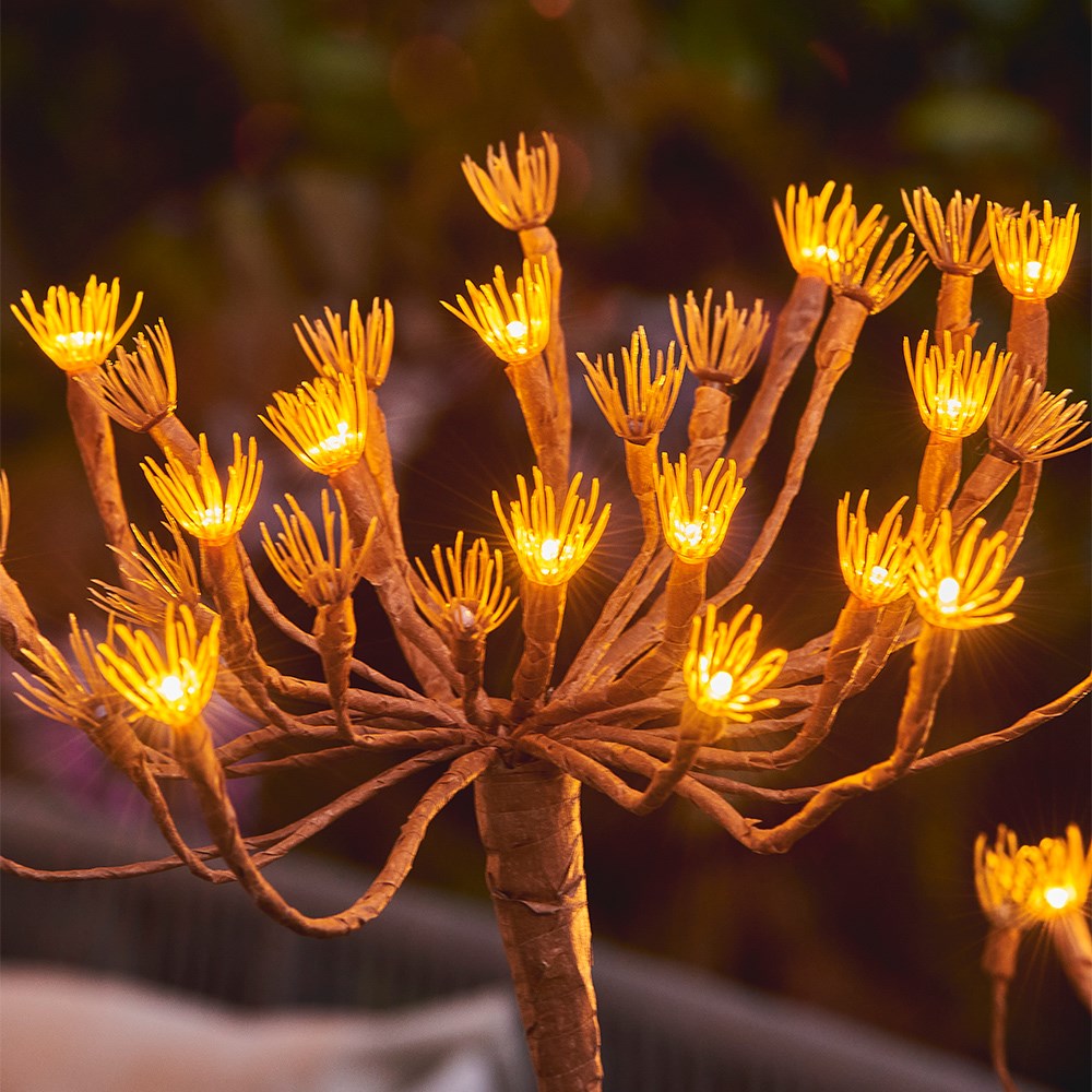 Solar wild fennel branch light