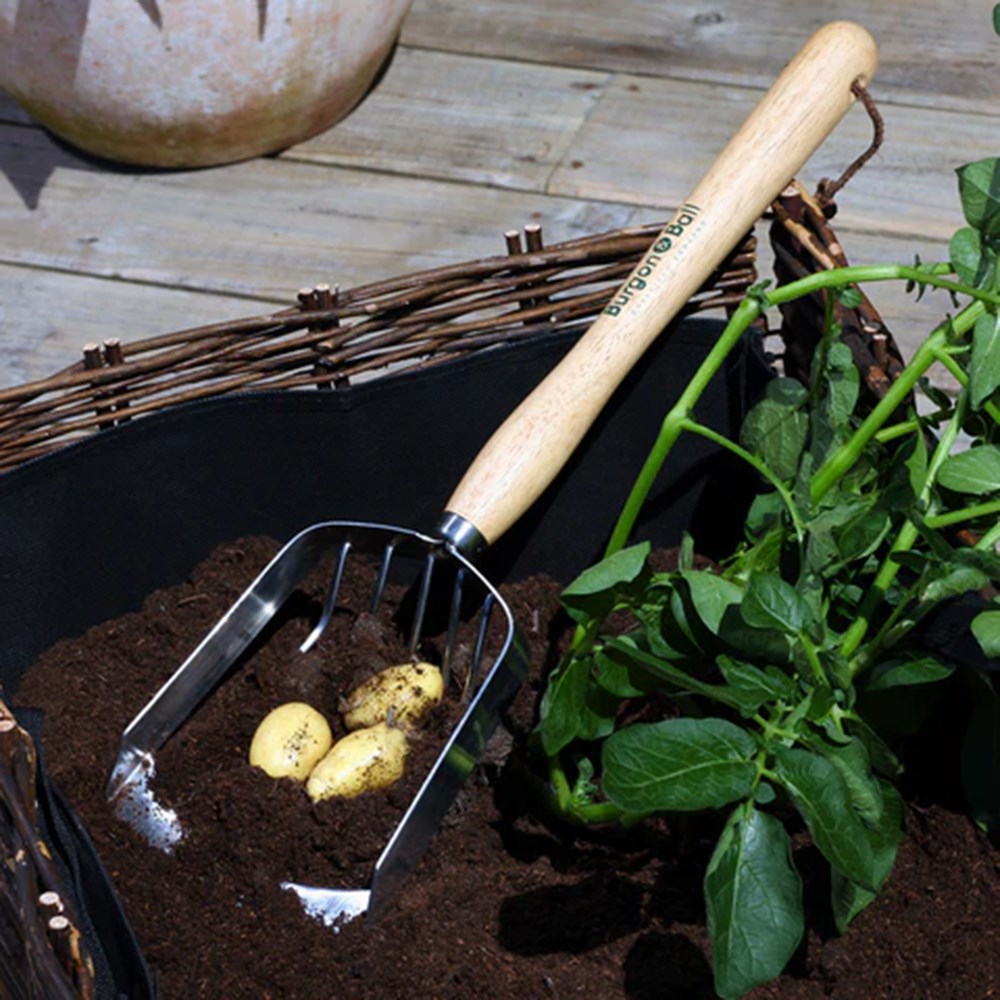 RHS Burgon and Ball potato harvesting scoop