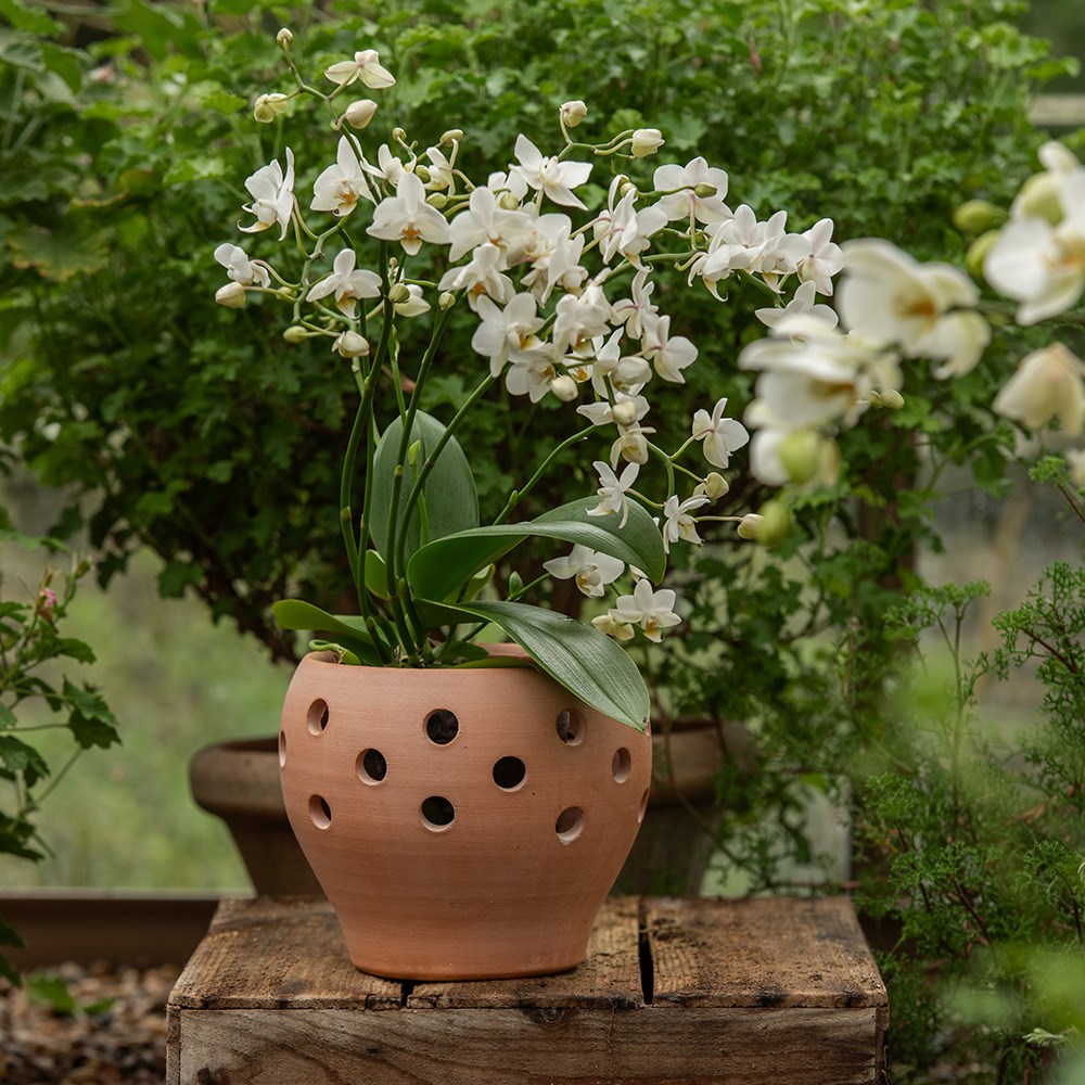 Vase terracotta orchid pot